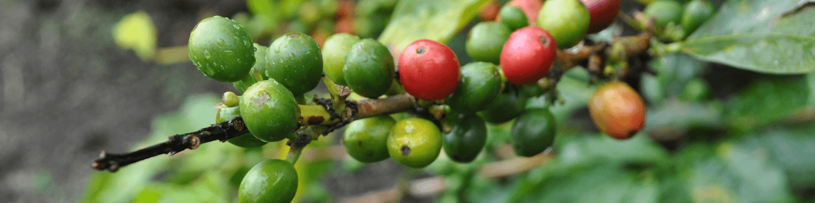 アクトコーヒープランニングについて